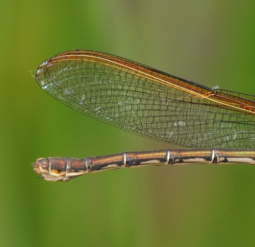 Female
10 July 2011  CO